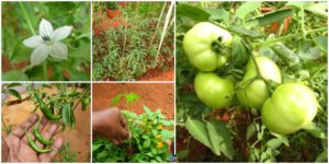 diy4ever- How to DIY Small Kitchen Garden in Your Backyard