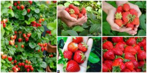diy4ever- How to Grow Strawberries in Containers