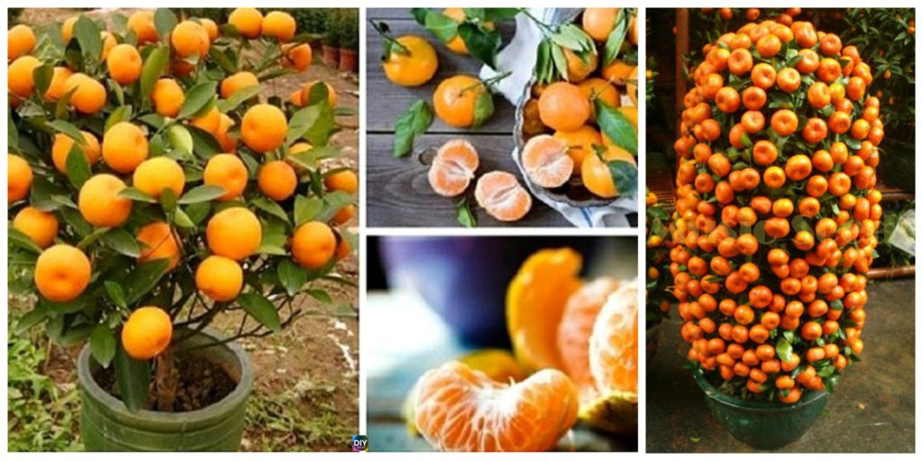 diy4ever- How to Grow Tangerines from Seeds